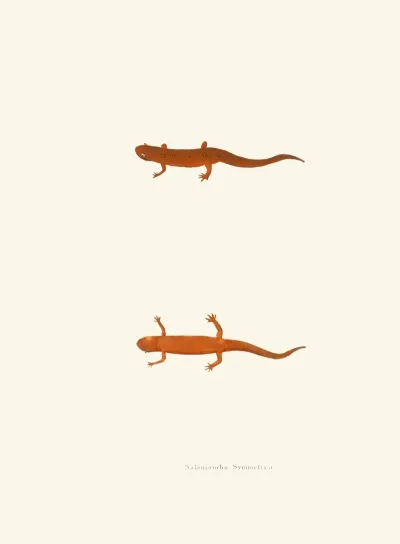 Salamandra Symmetrica