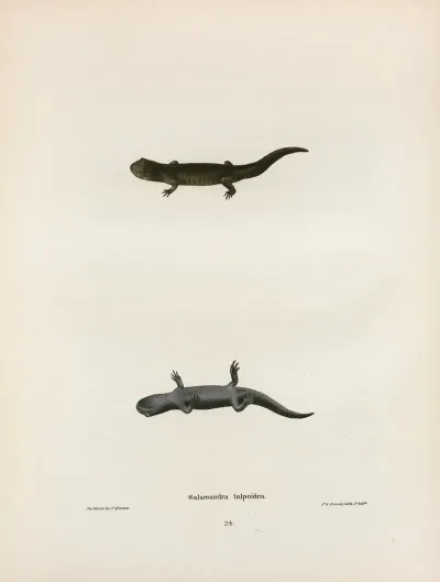 Salamandra Talpoidea 2