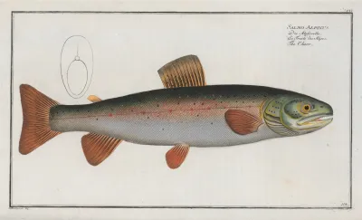 Salmo Alpinus The Charr