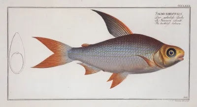 Salmo Edentulus The Toothless Salmon