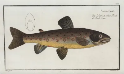 Salmo Fario The Brown Trout