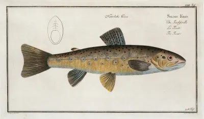 Salmo Fario The Trout