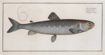 Salmo Goedenii The Goedens Salmon