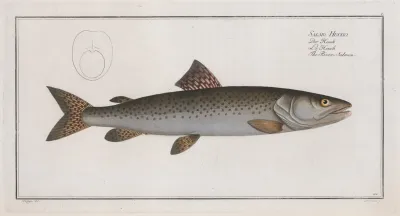 Salmo Hucho The River Salmon
