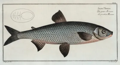 Salmo Maraena The Great Maraena