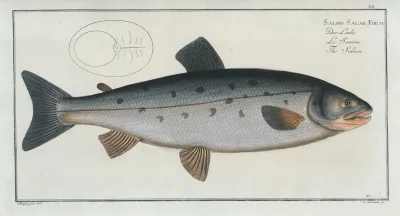 Salmo Salar The Salmon