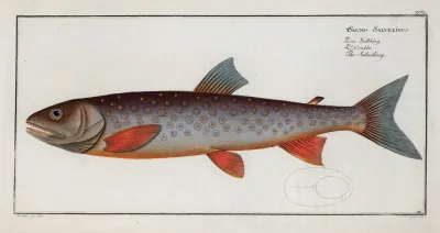 Salmo Salvelinus The Salveling