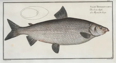 Salmo Thymallus Latus The Broad Gwiniad