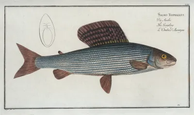 Salmo Thymallus The Grayling