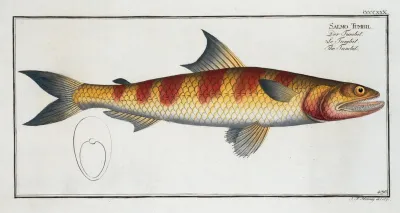 Salmo Tumbil The Tumbil