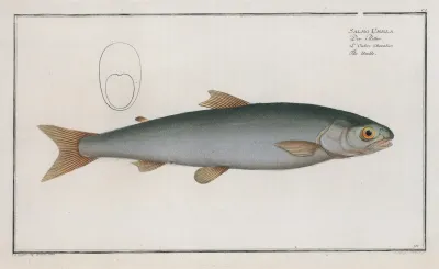 Salmo Umbla The Umble