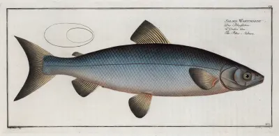 Salmo Wartmanni The Blue Salmon