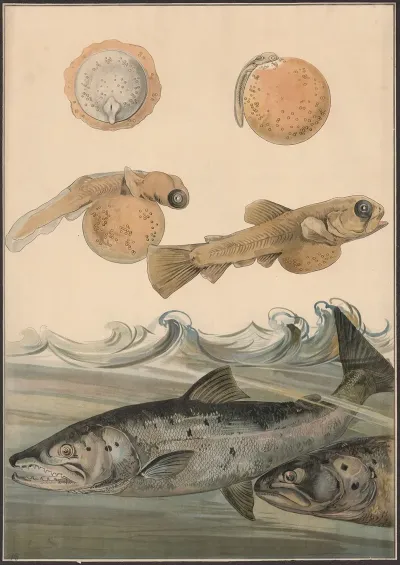 Salmon 2