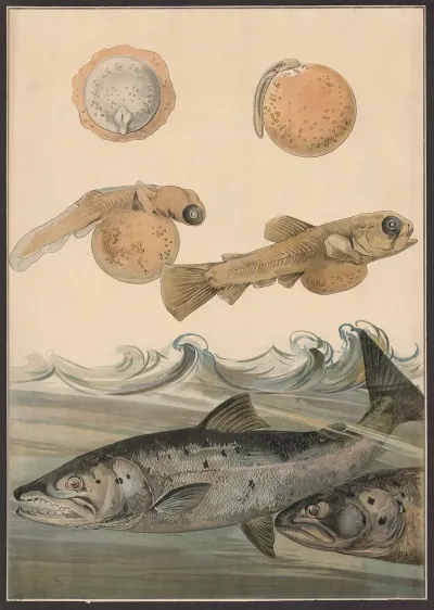 Salmon 3