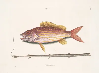 Salpa Petimbuabo Brasil The Tobaccopipe Fish