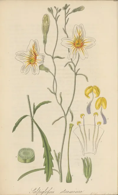Salpiglossis Straminea