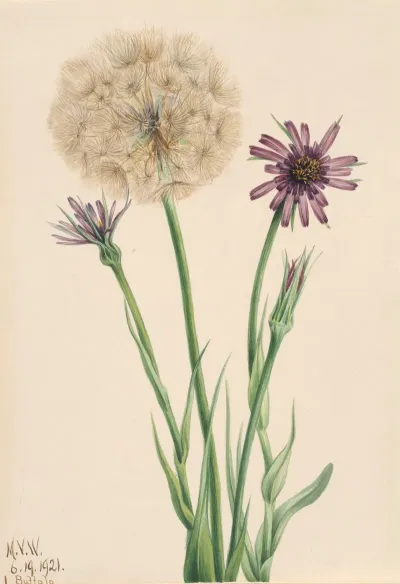 Salsify Tragopogon Porrifolius