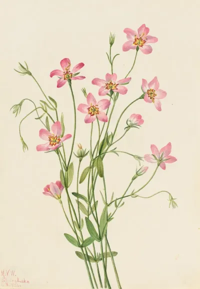 Saltmarsh Rosegentian Sabbatia Stellaris 2