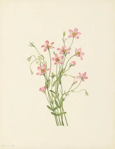 Saltmarsh Rosegentian Sabbatia Stellaris 3