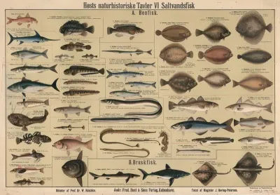 Saltwater Fish