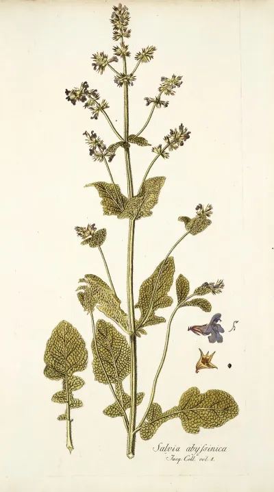 Salvia Abyssinica