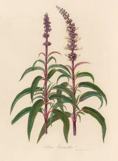 Salvia Leucantha