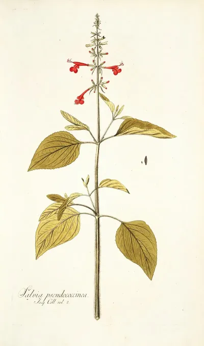Salvia Pseudococcinea