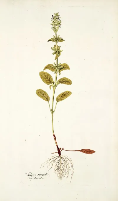 Salvia Viridis