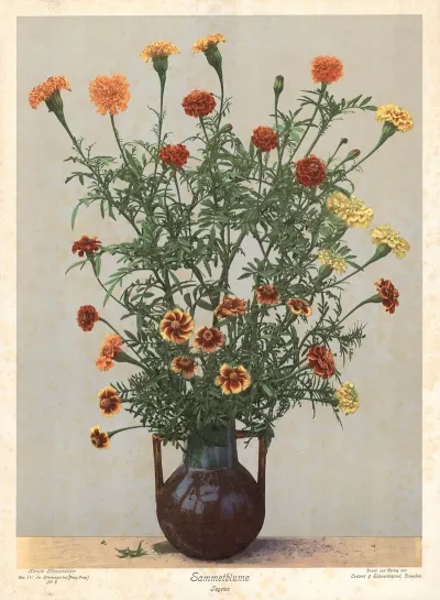 Sammetblume Tagetes