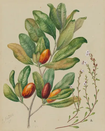 Samolus Repens Pouteria Costata