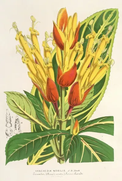 Sanchezia Nobilis 2