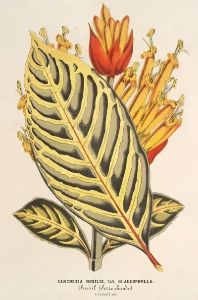 Sanchezia Nobilis Var Glaucophylla
