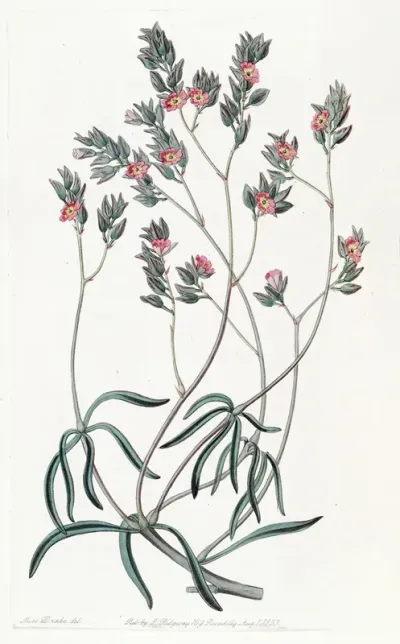Sand Calandrinia