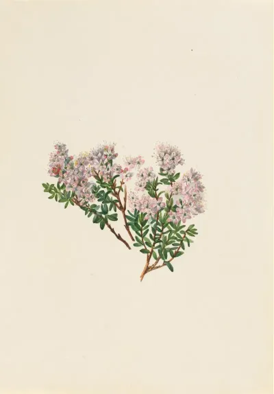 Sand Myrtle Leiophyllum Lyoni