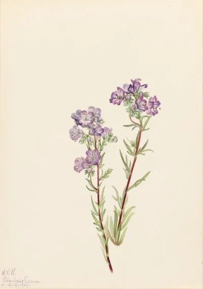 Sand Phacelia Phacelia Linearis 2