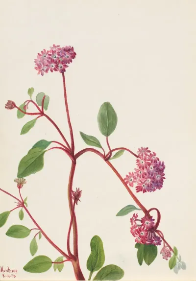 Sand Verbena Abronia Umbellata