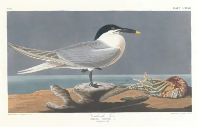 Sandwich Tern