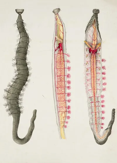 Sandworms Arenicola