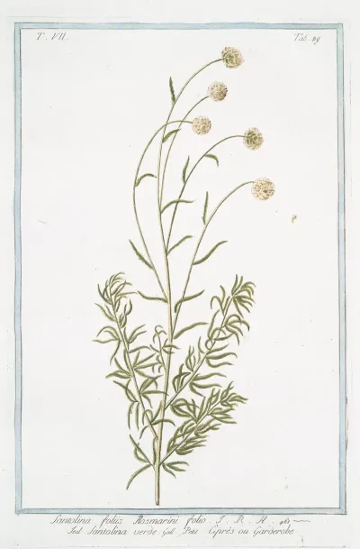 Santolina Foliis Rosmarini Folio Santolina Verde Petit Cipres Ou Garderibe Holy Flax Rosemary Leaved Lavender Cotton