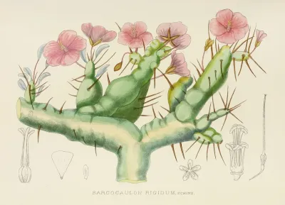 Sarcocaulon Rigidum