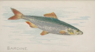 Sardine 2