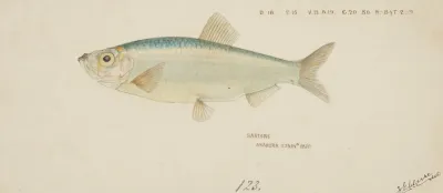 Sardine
