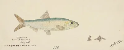 Sardinops Neopilchardus Tas Pilchard