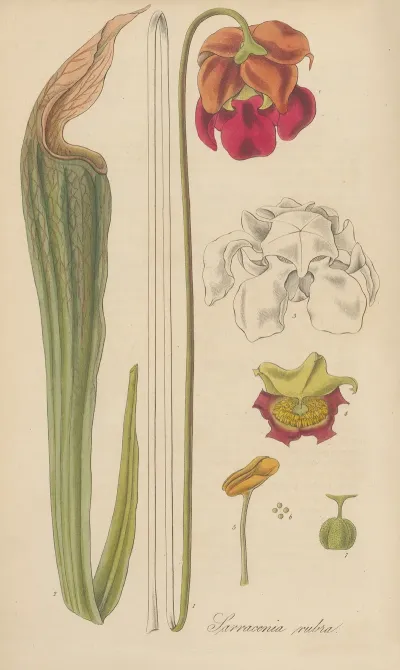Sarracenia Rubra