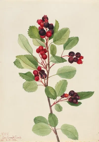 Saskatoon Amelanchier Alnifolia 2