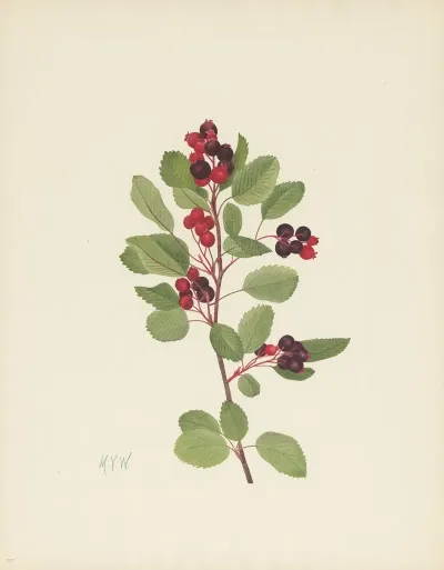 Saskatoon Amelanchier Alnifolia 3