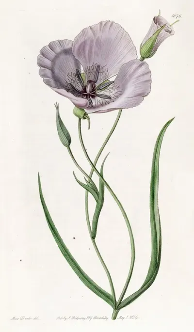 Satiny Calochortus