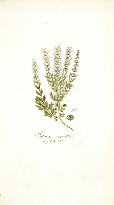 Satureja Rupestris