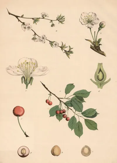 Sauer Kirschbaum