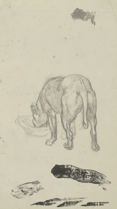 Saufender Hund Von Hinten Gesehen